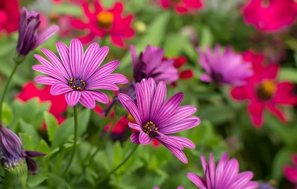 Flowers, pink, flowerbed