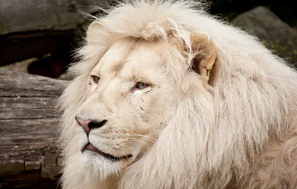 Picture cat, face, mane, white lion