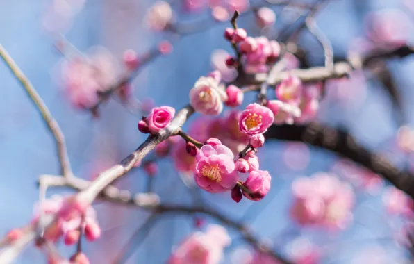 Wallpaper color, bokeh, pink color, nature, branches, stem