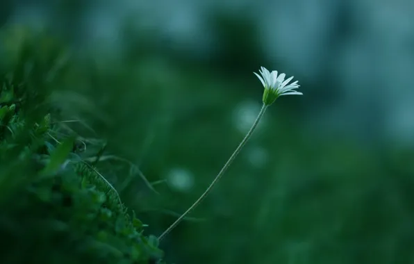 Greens, white, flower, grass, macro, plant, color, stem