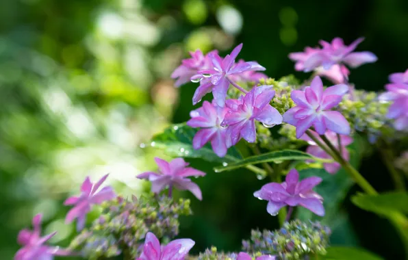 Macro, blur, flowers, bokeh, hydrangea