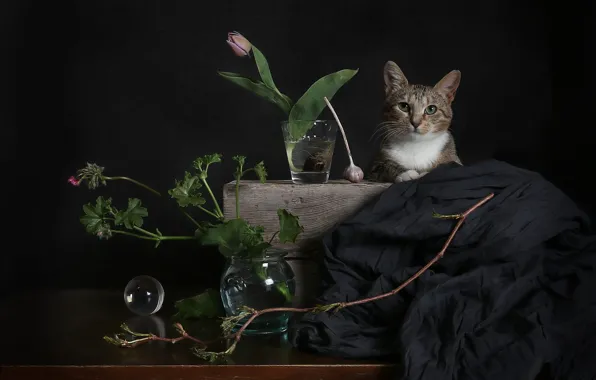 Cat, cat, look, leaves, water, flowers, glass, the dark background