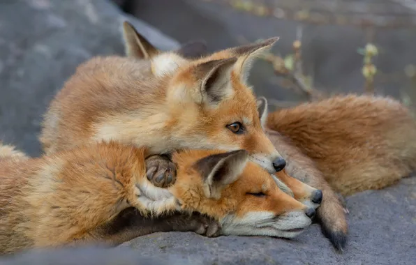Look, nature, pose, stones, stay, Fox, Fox, red