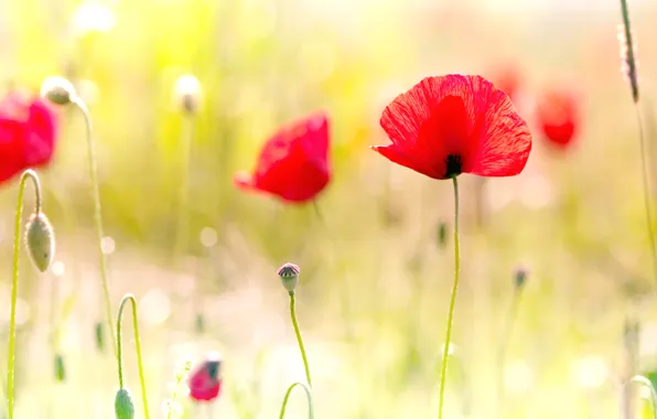 Field, macro, light, photo, Maki