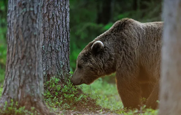 Picture bear, face, profile, forest, brown