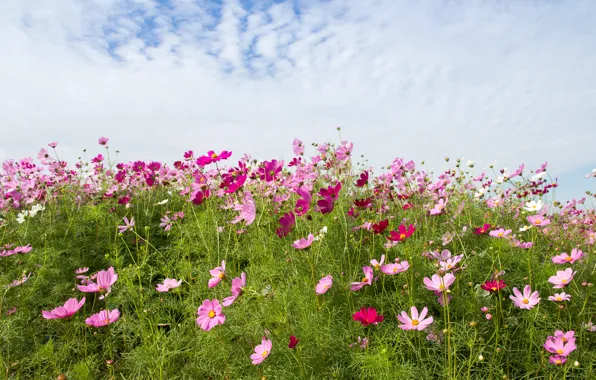 Field, summer, the sky, flowers, colorful, meadow, summer, pink