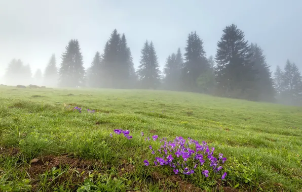 Picture field, flowers, fog, spring