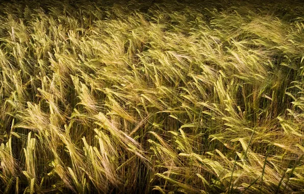 Picture field, grass, nature, wheat screensavers