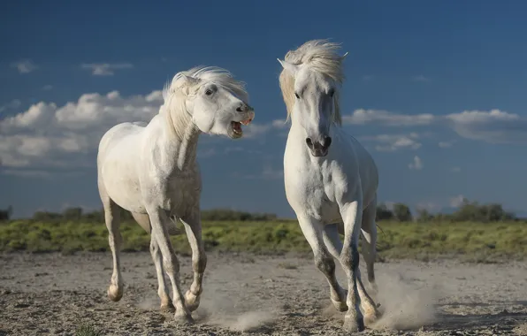 Picture animals, nature, horses, horse, pair