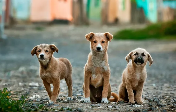 Three, puppy, funny