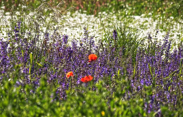 Greens, field, summer, flowers, Maki, meadow, red, lavender