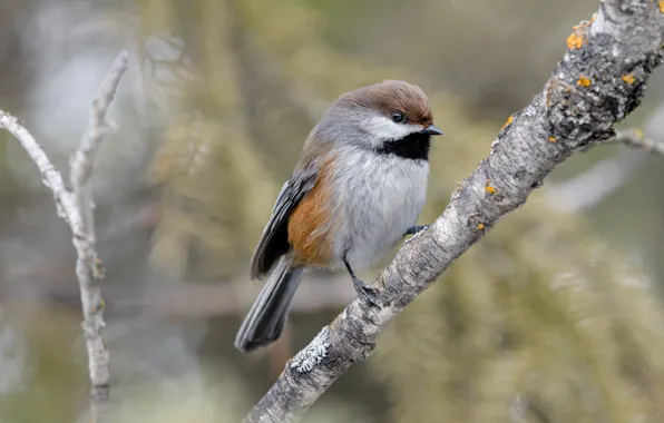 Picture branches, nature, background, bird, bird, bokeh, tit