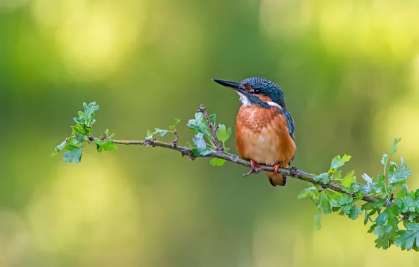 Leaves, branches, background, bird, bokeh, Kingfisher