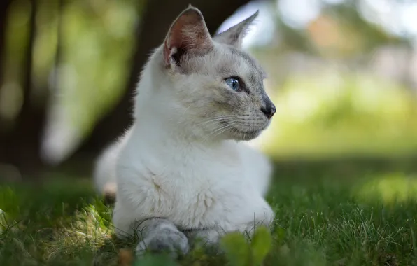 Picture cat, grass, cat, bokeh