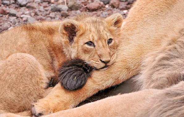 Picture sadness, Leo, lies, looks, lion, mom's tail