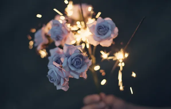 Picture flowers, roses, Sparkler
