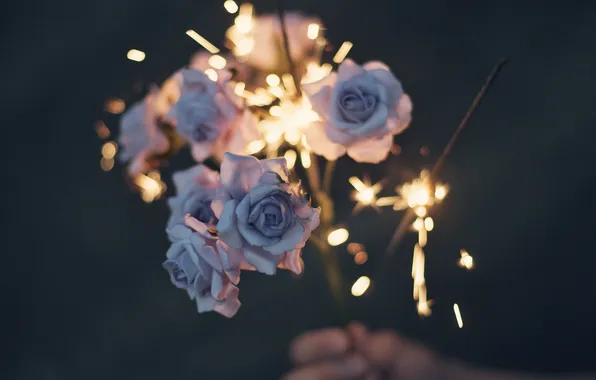 Flowers, roses, Sparkler