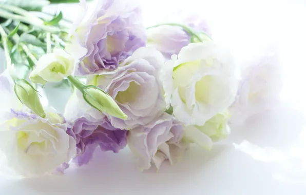 Flowers, Eustoma, white-lilac