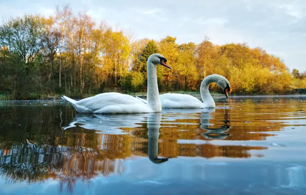 Autumn, reflection, pair, swans, pond, two swans