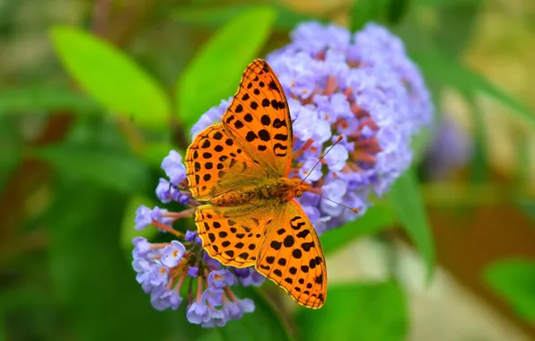 Picture Macro, Flowers, Butterfly, Flowers, Macro, Butterfly