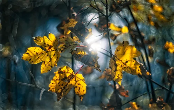 Autumn, light, branches, yellow, maple, bokeh, autumn leaves