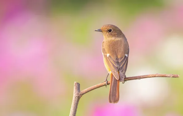 Branches, nature, bird