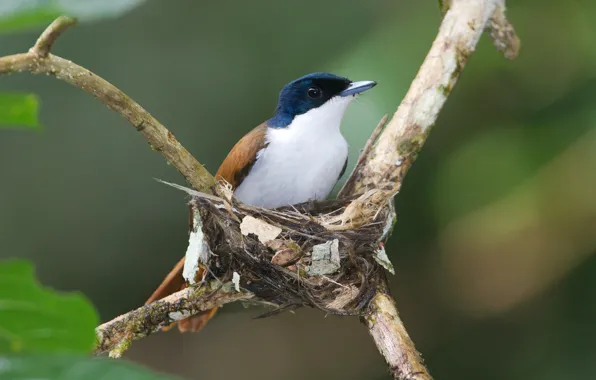 Branches, bird, socket, female, Shinning Flycatcher