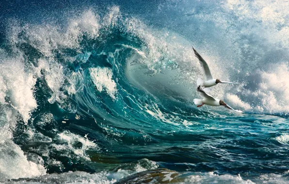 Squirt, storm, the ocean, seagulls