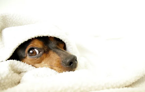 Picture comfort, dog, blanket