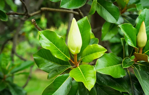 Greens, summer, flowers, Magnolia, Sochi, Sochi Arboretum Park