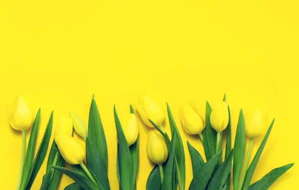Tulips, Yellow, Background, Buds