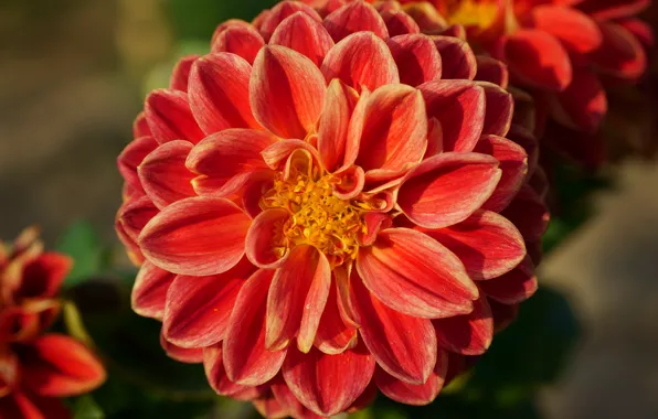 Flower, leaves, macro, light, background, petals, garden, red