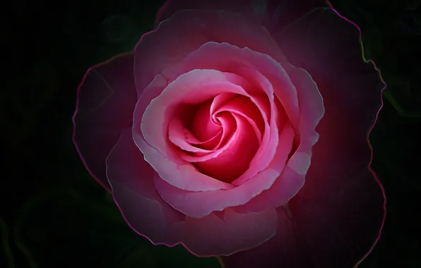 Flowers, photoshop, roses, my photoshop