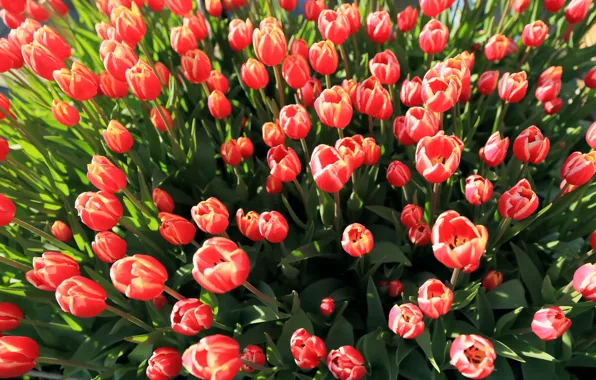 Picture tulips, pink, buds, a lot