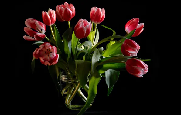 Leaves, flowers, bouquet, tulips, vase, black background, buds