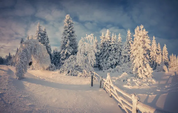 Winter, snow, trees, nature, nature, winter, snow, tree