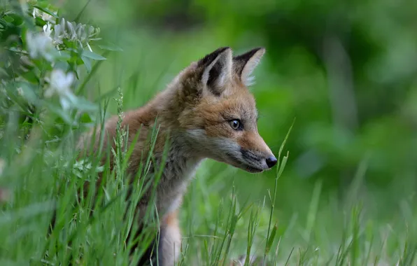 Grass, look, Fox, profile, cub, Fox, Fox