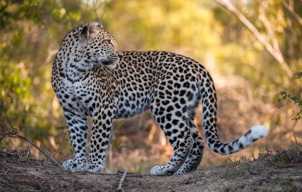 Look, leopard, big cat