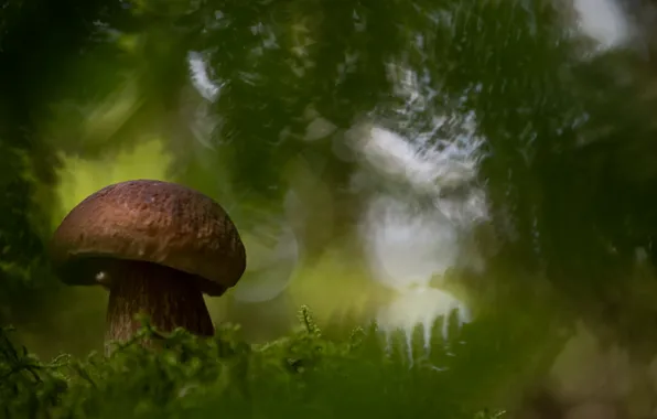 Summer, nature, mushroom