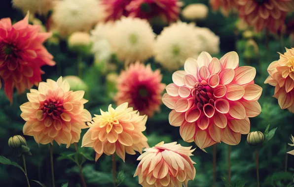Summer, flowers, garden, red, pink, bokeh, cream, dahlias