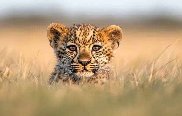Field, grass, look, kitty, portrait, leopard, face, cub