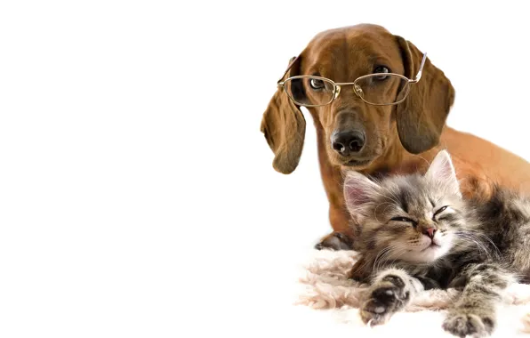 Cat, dog, glasses, white background, Dachshund, kitty, friends