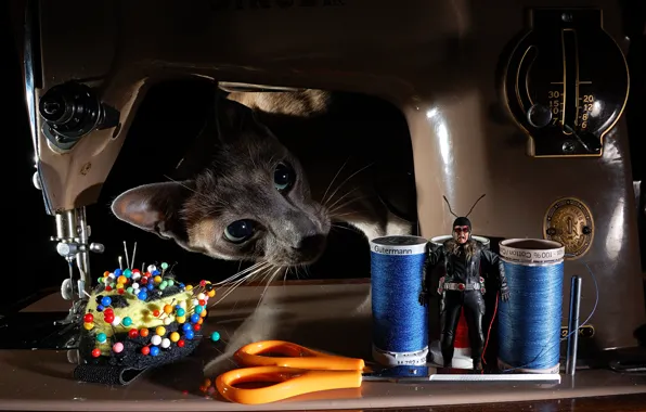 Picture cat, face, needles, fear, woman, the situation, men, costume