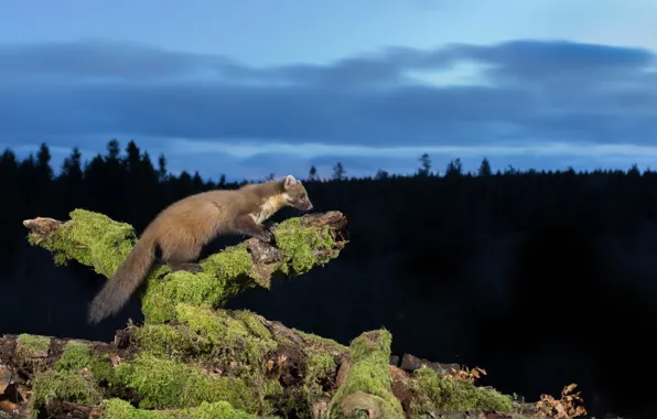 Forest, night, marten