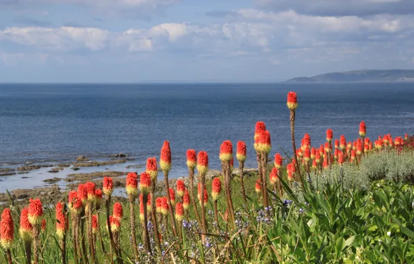 Picture sea, the sky, flowers, mountains, shore, exotic
