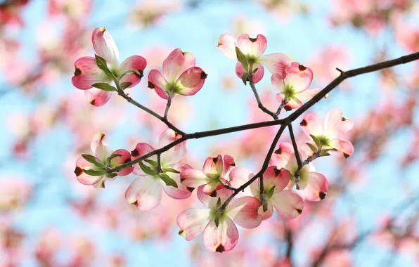 The sky, flowers, branch, spring, petals, garden