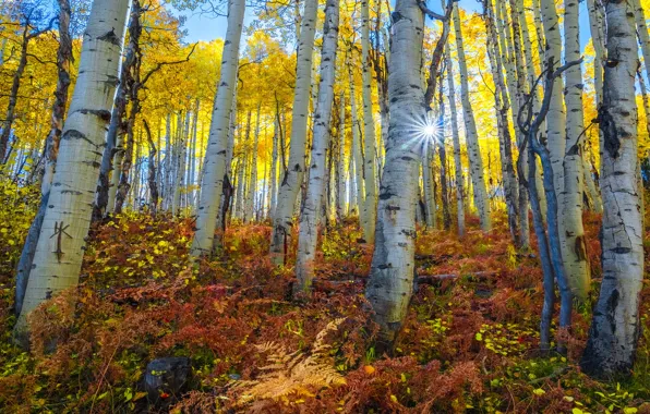 Autumn, the sun, trees, trunks, slope, fern, the colors of autumn, aspen