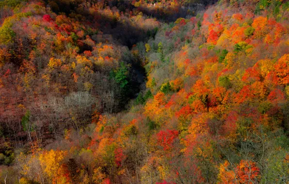 Autumn, forest, trees, mountains, branches, nature, rocks, thickets