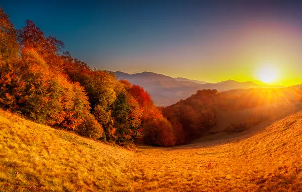 Autumn, leaves, trees, Park, colorful, park, autumn, leaves