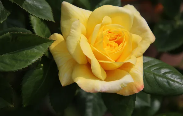 Flower, leaves, macro, rose, yellow